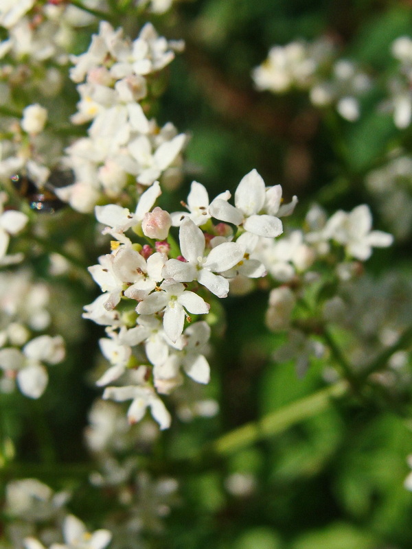 Image of genus Galium specimen.