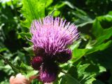 Cirsium sychnosanthum