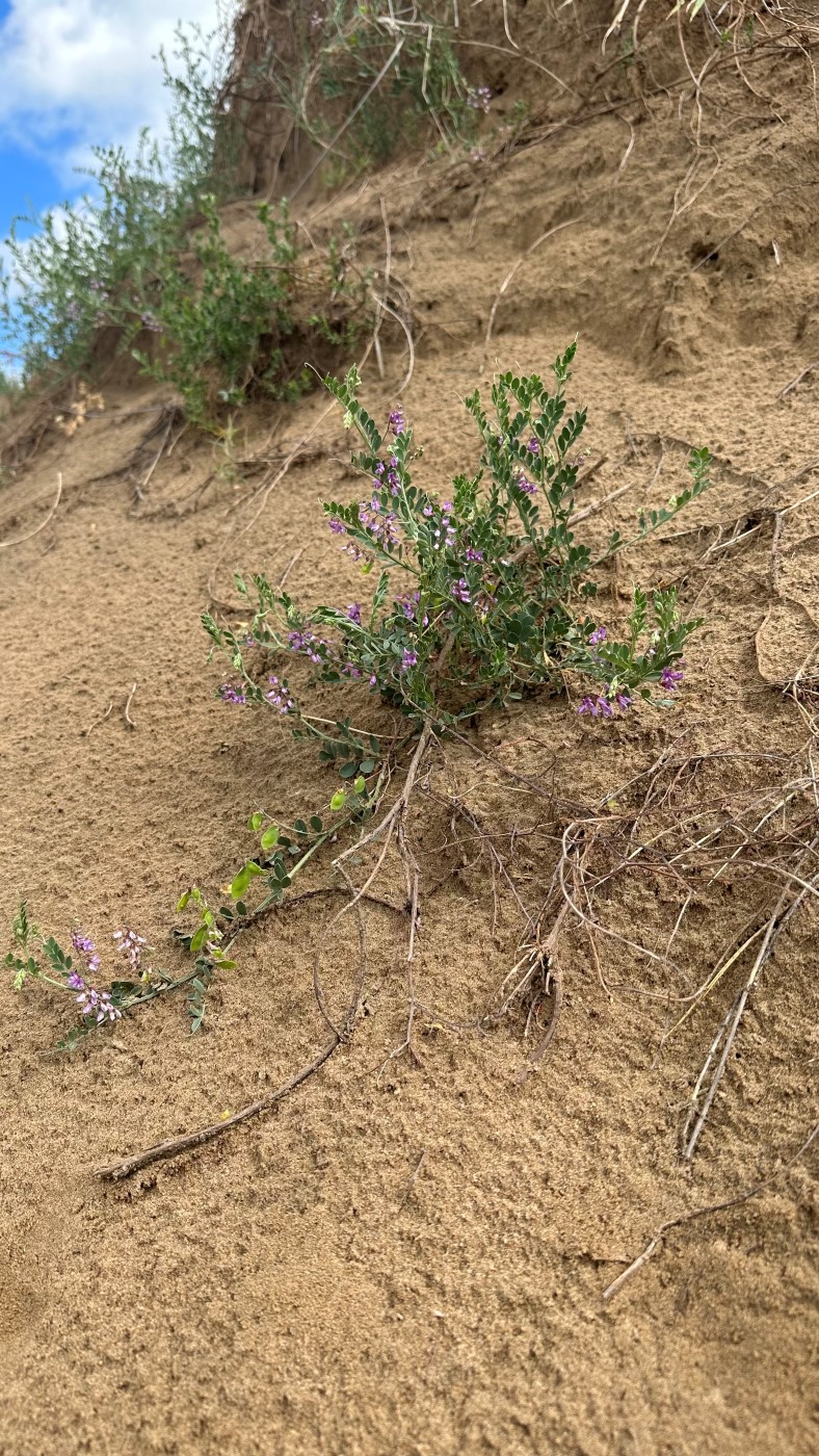 Image of Vicia tsydenii specimen.