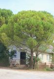 Pinus pinea