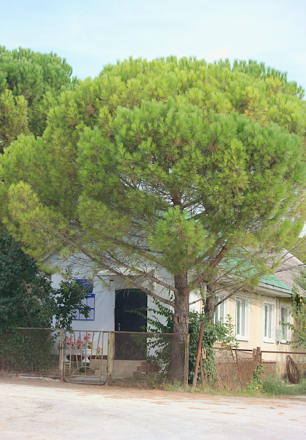 Image of Pinus pinea specimen.