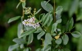 Ligustrum vulgare. Часть ветви с соцветием. Грузия, Имеретия, каньон Окаце, опушка широколиственного леса. 15.06.2023.