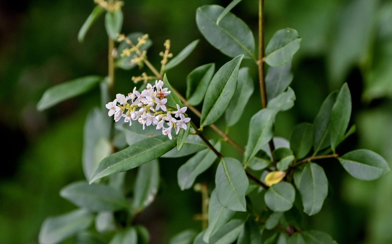 Image of Ligustrum vulgare specimen.