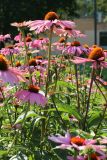 Echinacea purpurea