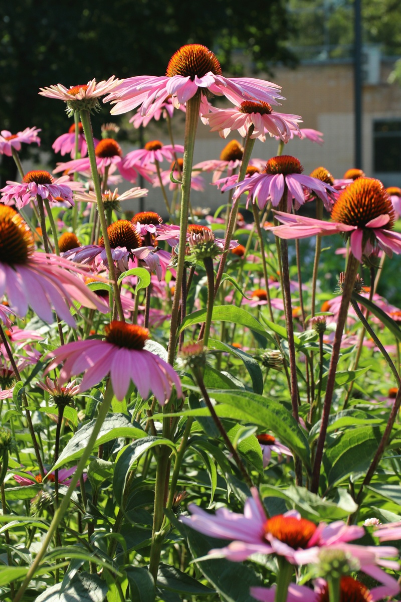 Image of Echinacea purpurea specimen.