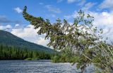 Picea obovata. Взрослое дерево (наклонившееся из-за подмыва берега?). Красноярский край, Таймырский Долгано-Ненецкий р-н, плато Путорана, долина р. Кутарамакан, опушка смешанного леса, берег реки. 25.07.2023.