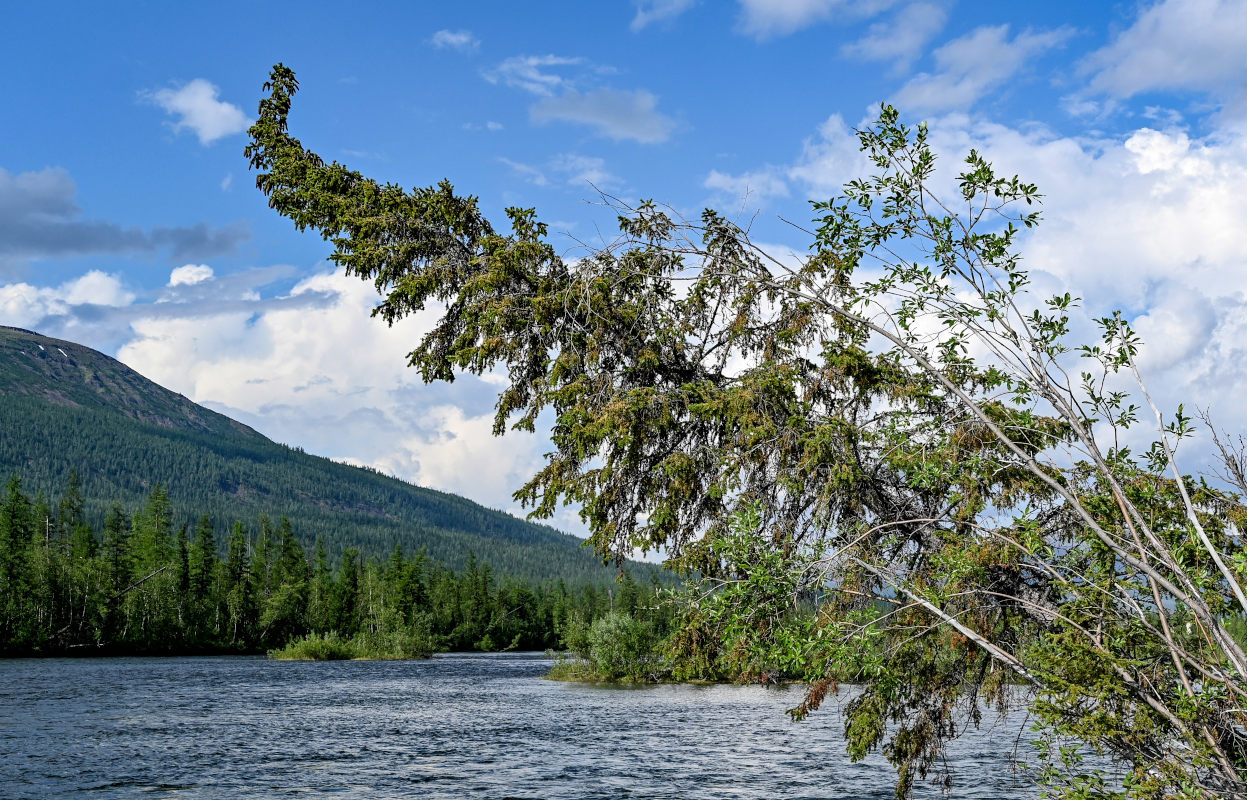 Image of Picea obovata specimen.