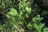 Valeriana sambucifolia