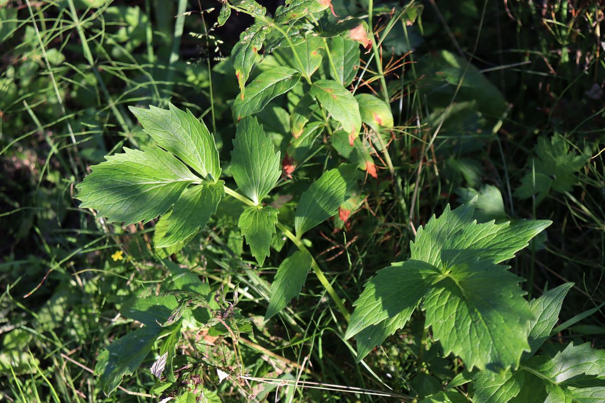 Изображение особи Valeriana sambucifolia.