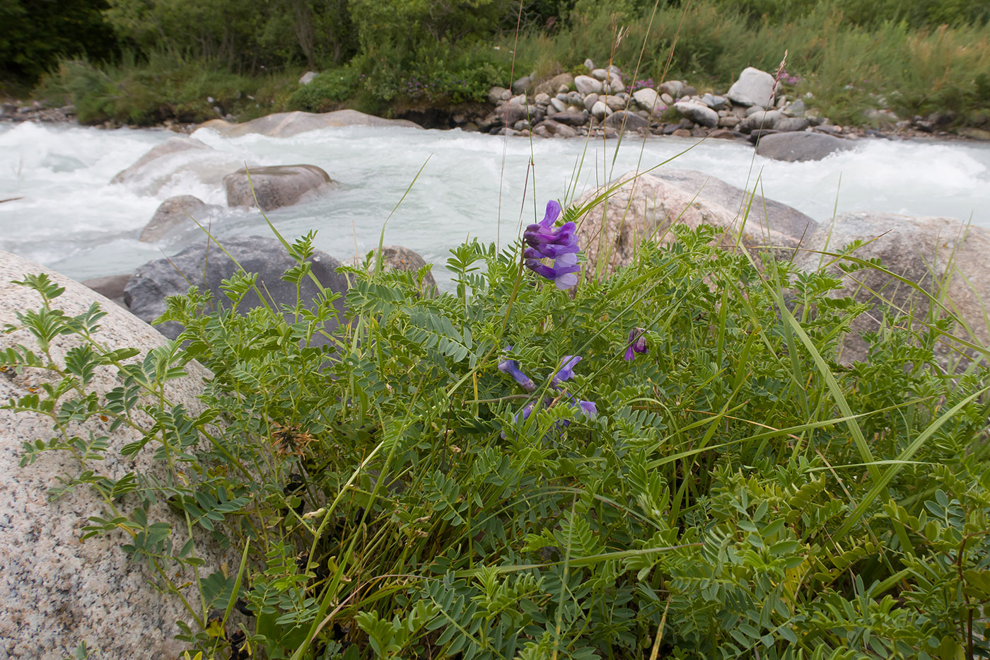 Image of Vicia sosnowskyi specimen.