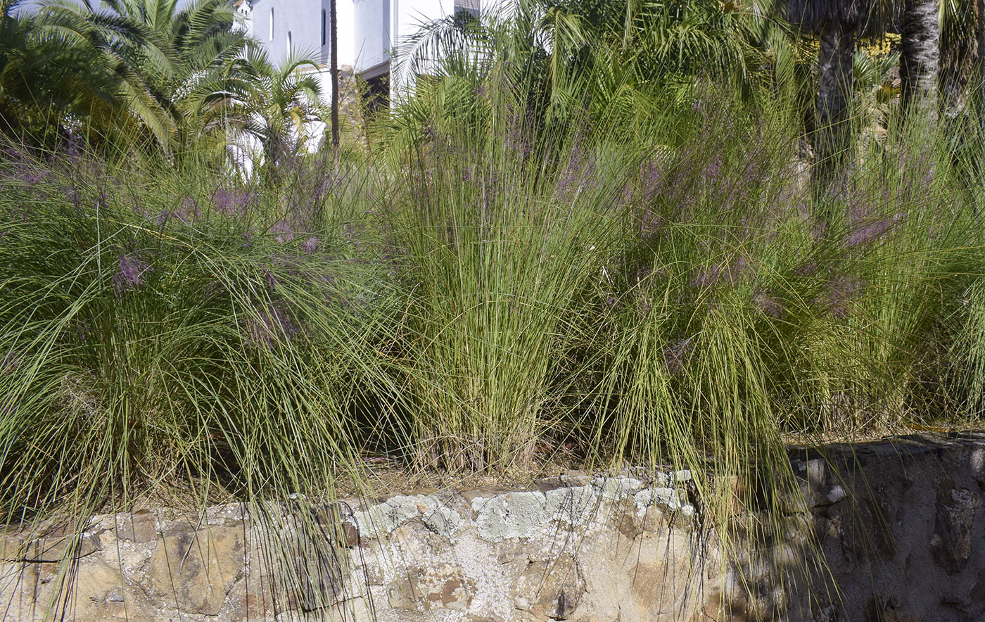 Image of Muhlenbergia capillaris specimen.