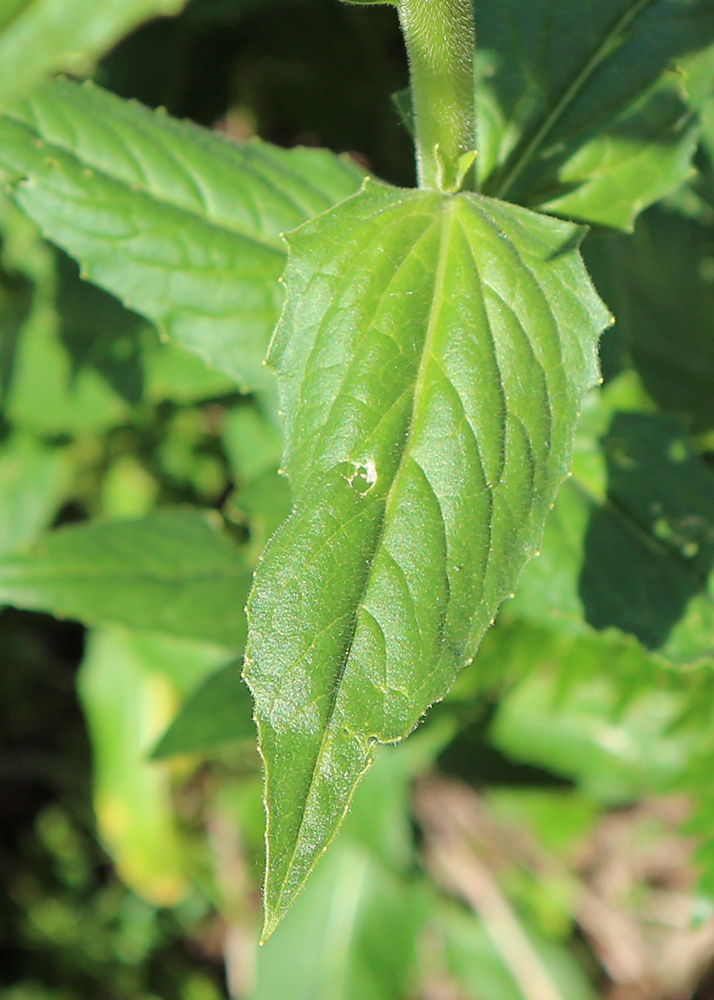 Image of Hesperis voronovii specimen.