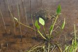 Alisma plantago-aquatica