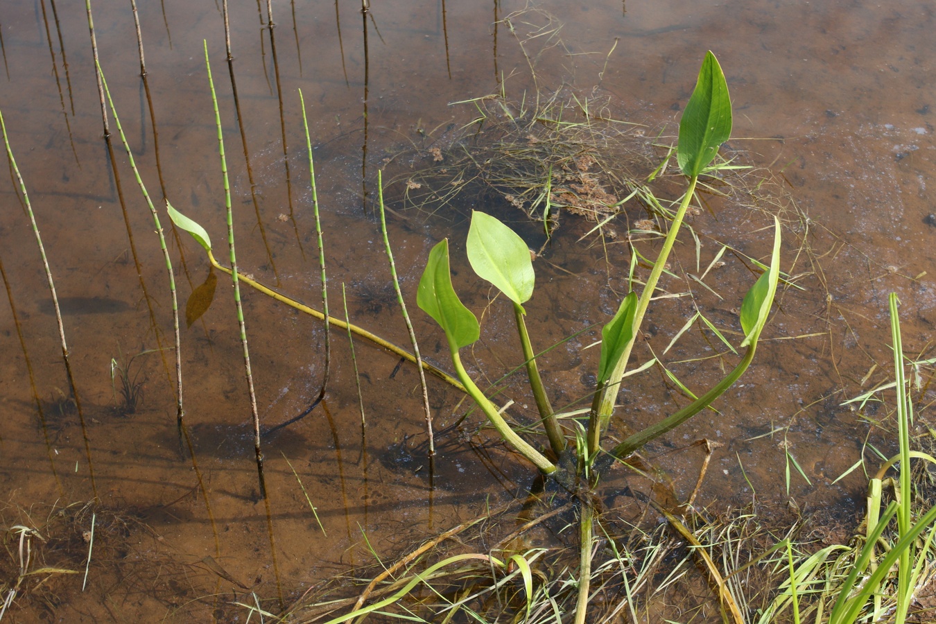 Изображение особи Alisma plantago-aquatica.