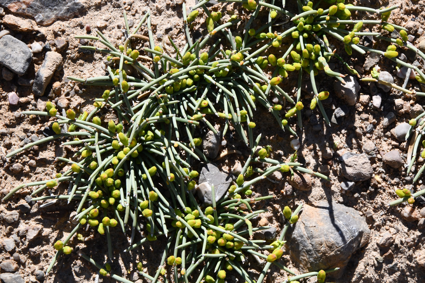 Изображение особи Ephedra fedtschenkoae.