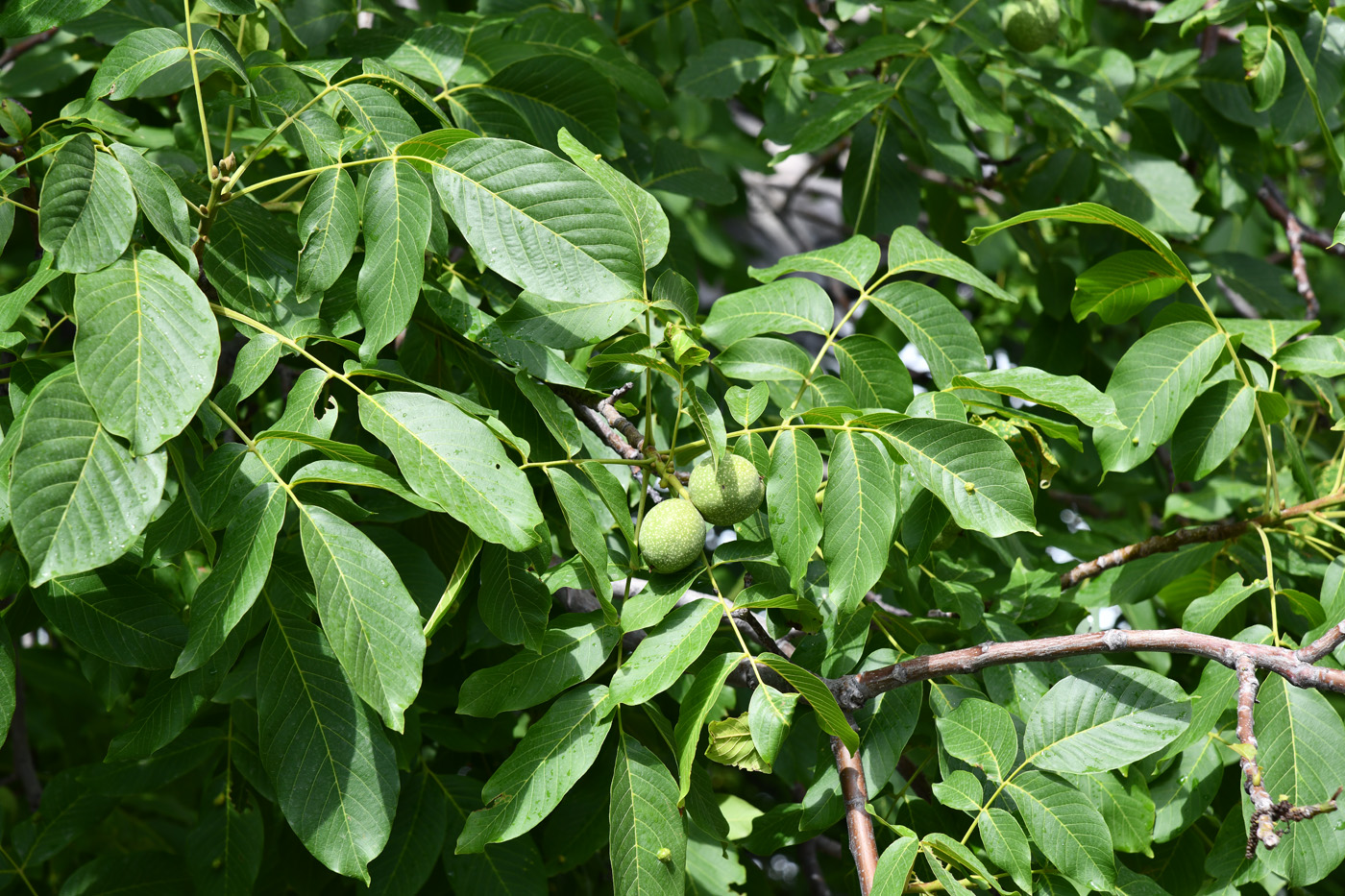 Изображение особи Juglans regia.