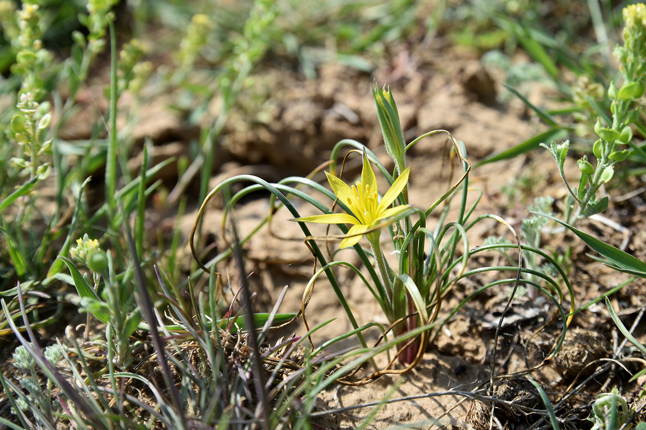 Image of Gagea reticulata specimen.