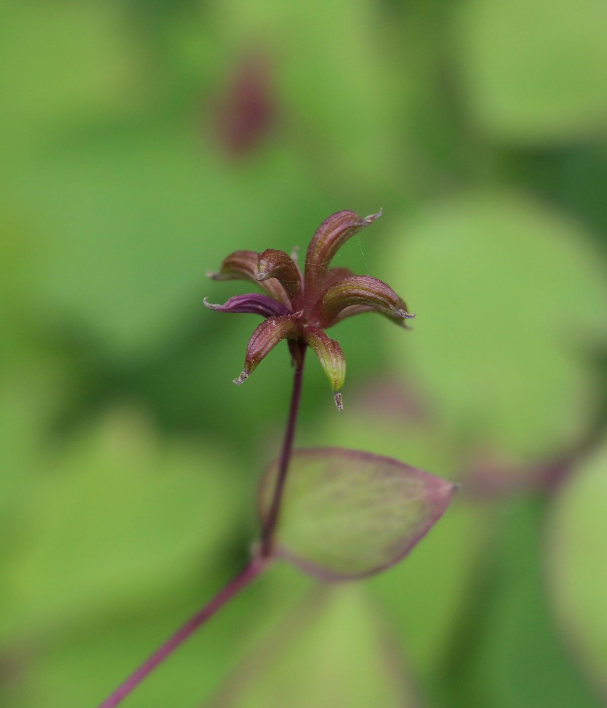 Image of Thalictrum sultanabadense specimen.