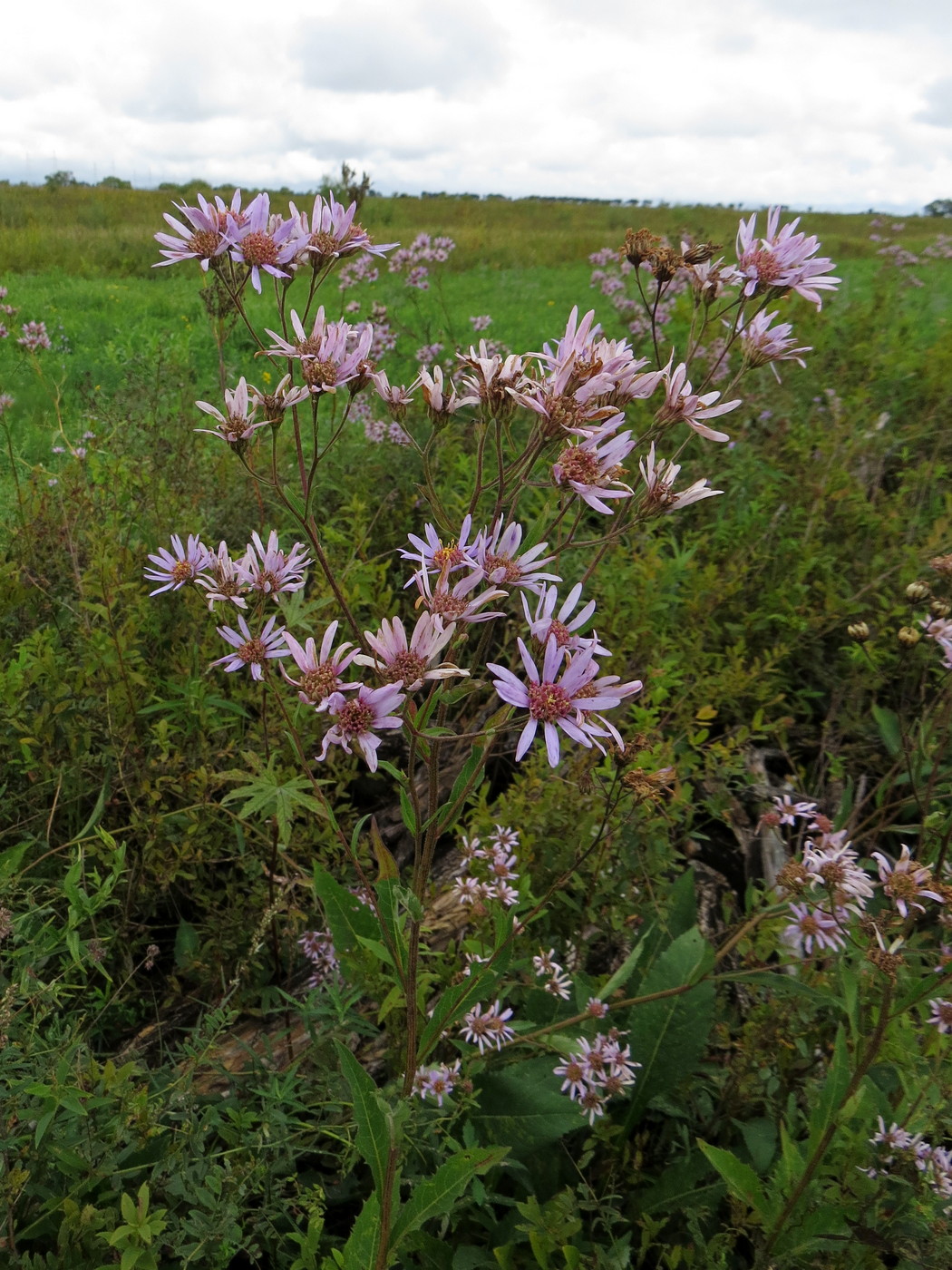 Image of Aster tataricus specimen.