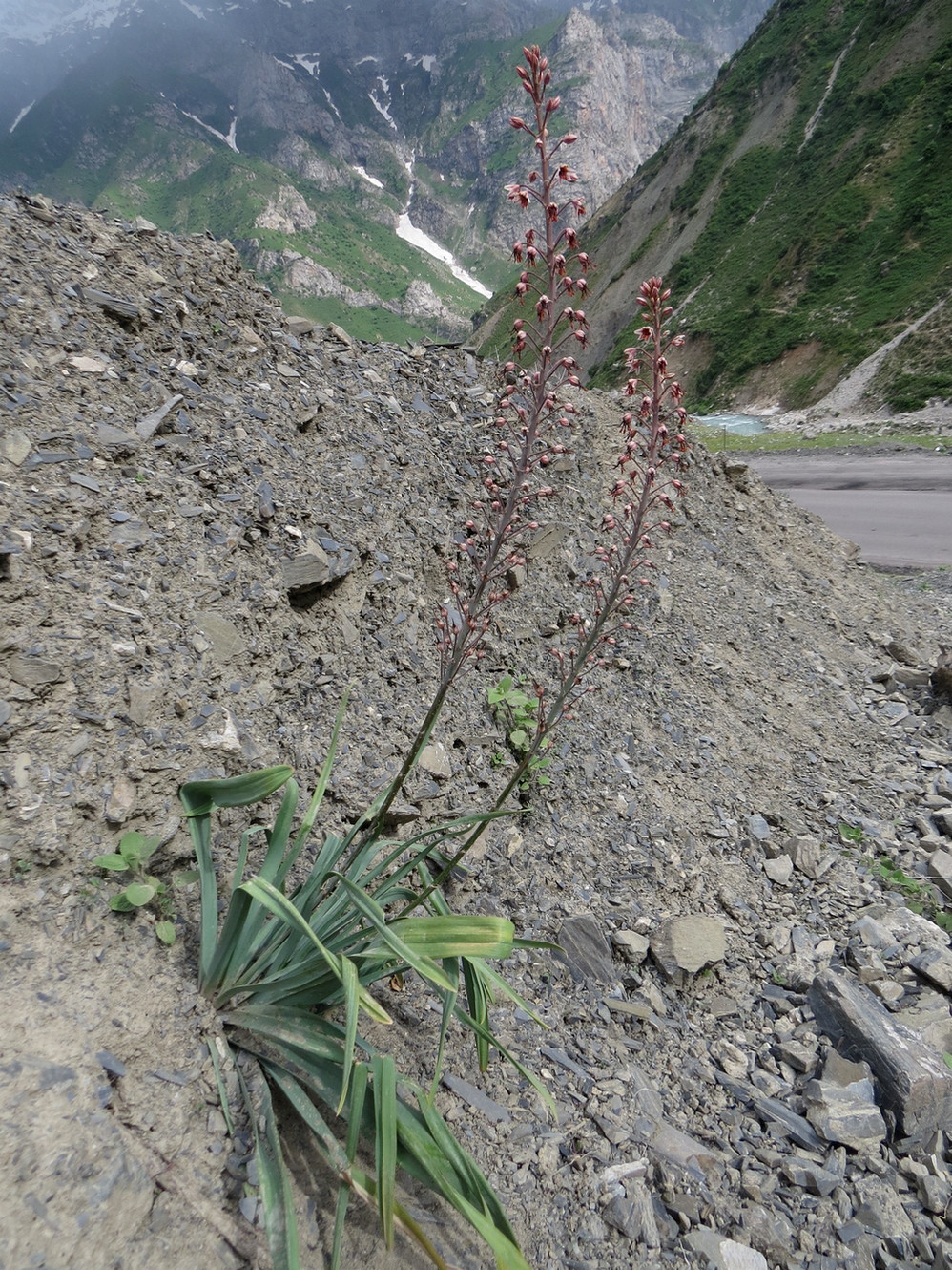 Изображение особи Eremurus brachystemon.