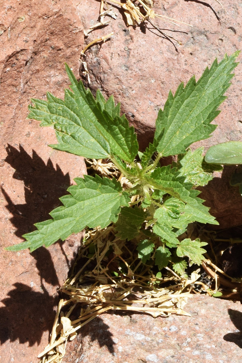 Image of Urtica dioica specimen.