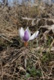 Crocus tauricus. Цветущее растение. Крым, Севастополь, Инкерман, гора Белая, высота 128 м н.у.м. 18.02.2025.