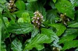 Ajuga decumbens. Верхушка побега с соцветием. Китай, пров. Хунань, гора Тяньмэнь, каменистый склон. 09.06.2024.