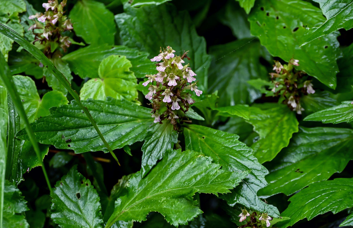 Image of Ajuga decumbens specimen.