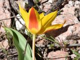 Tulipa tschimganica