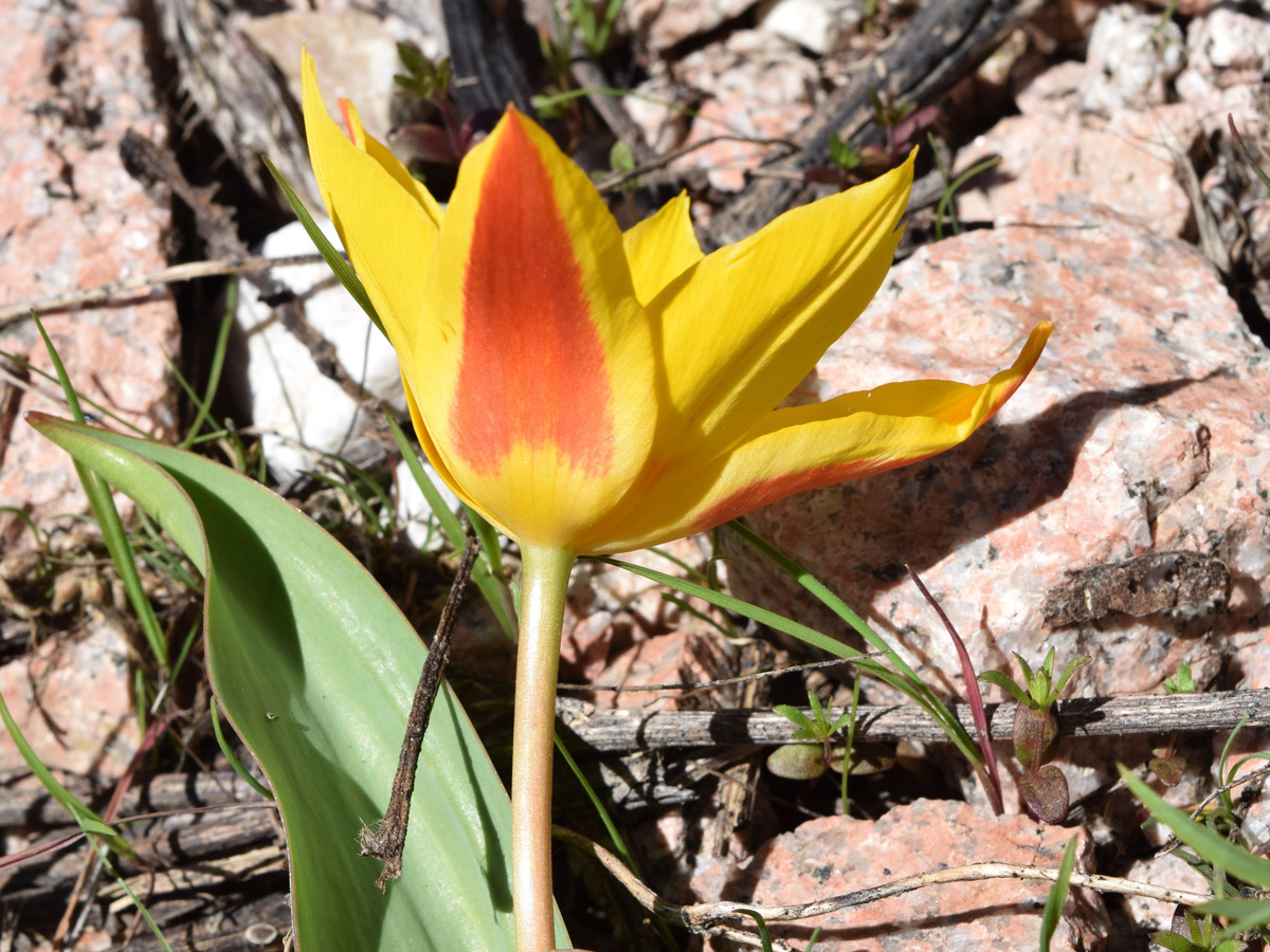 Изображение особи Tulipa tschimganica.