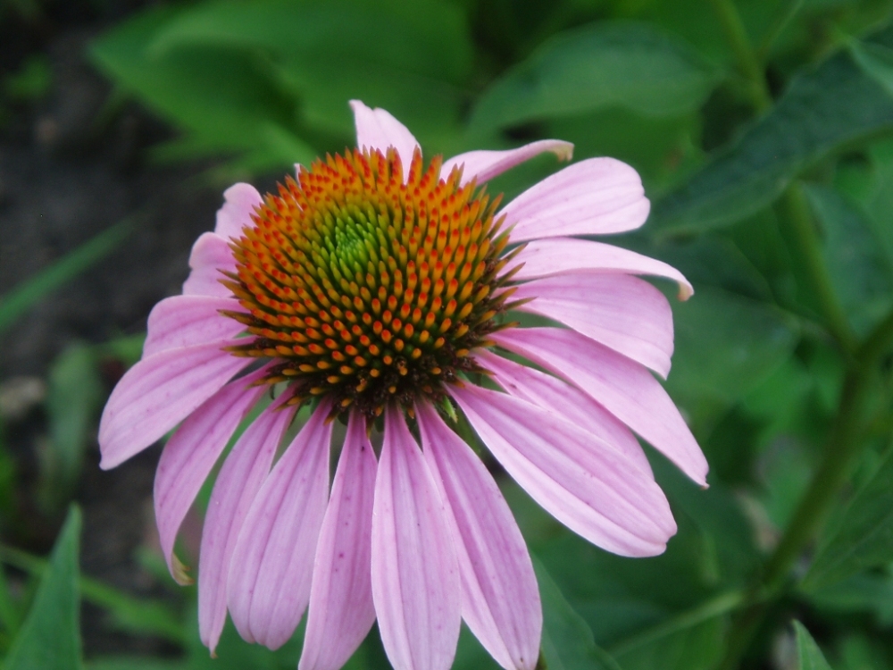 Image of Echinacea purpurea specimen.