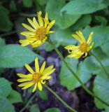 Смотреть изображение Doronicum orientale