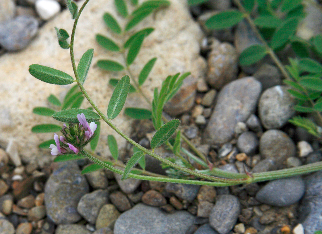 Image of Astragalus filicaulis specimen.