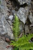View full-size image genus Dryopteris
