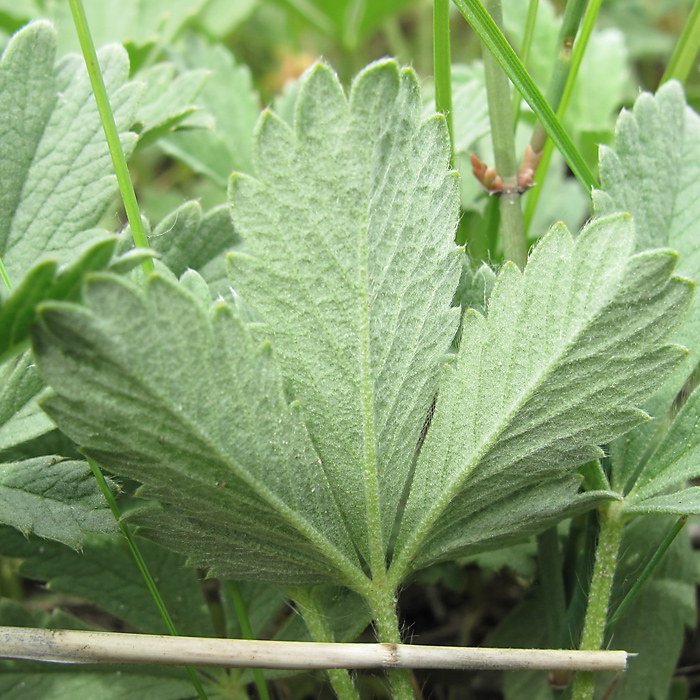 Изображение особи Potentilla incana.