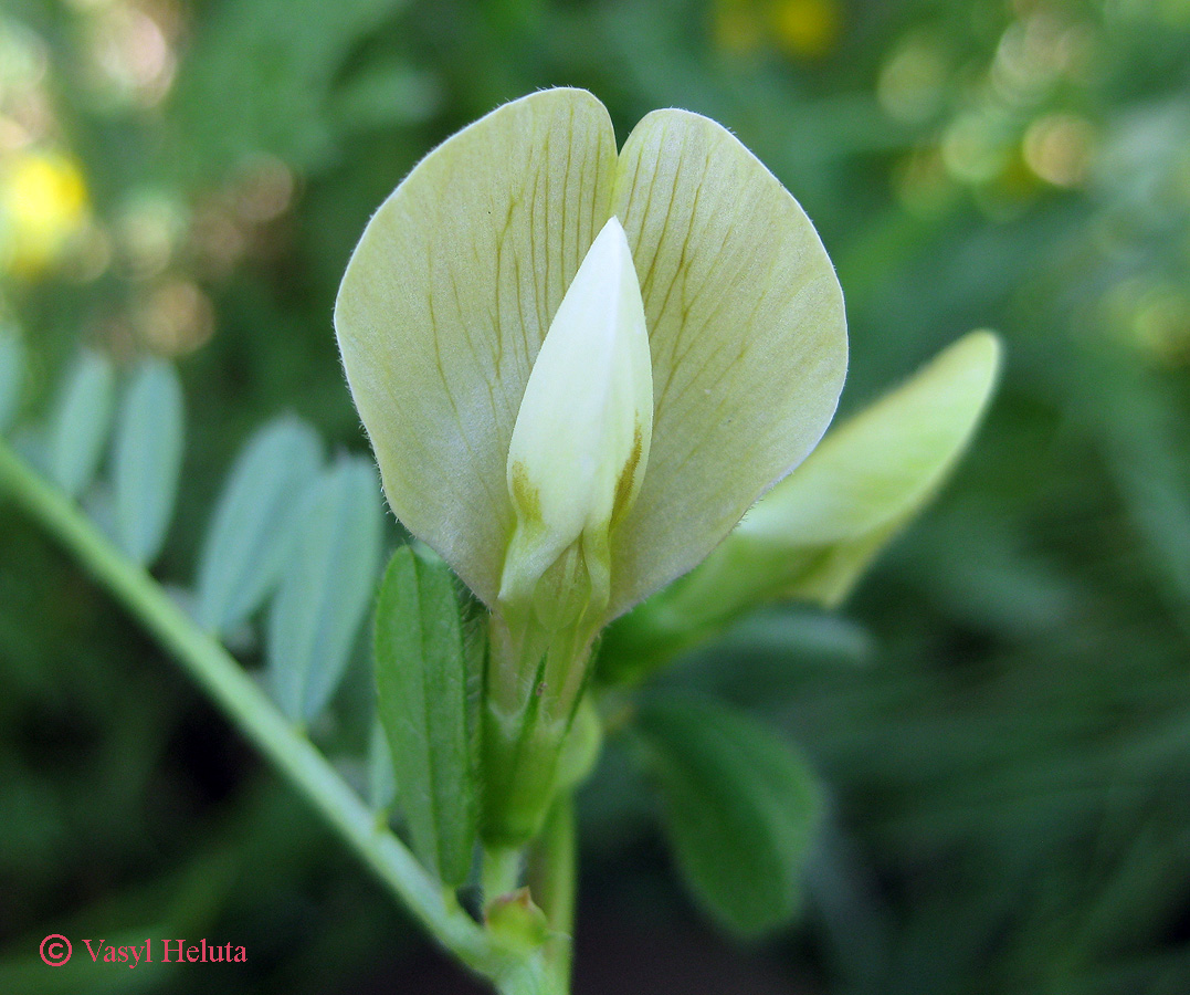 Изображение особи Vicia hybrida.