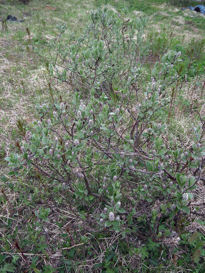 Изображение особи Salix glauca.