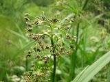 Scirpus sylvaticus