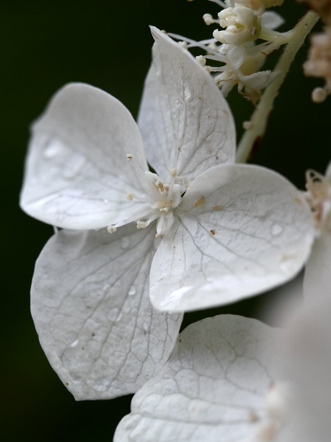 Image of Hydrangea heteromalla specimen.