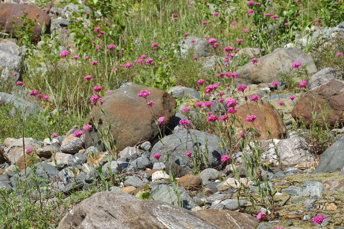 Image of Silene compacta specimen.