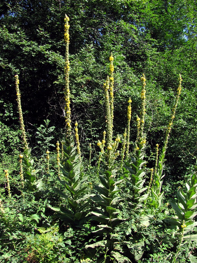 Image of Verbascum densiflorum specimen.