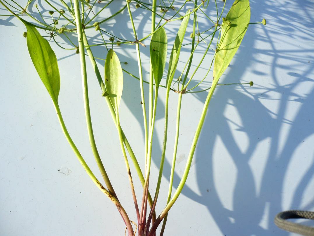 Image of Alisma gramineum specimen.