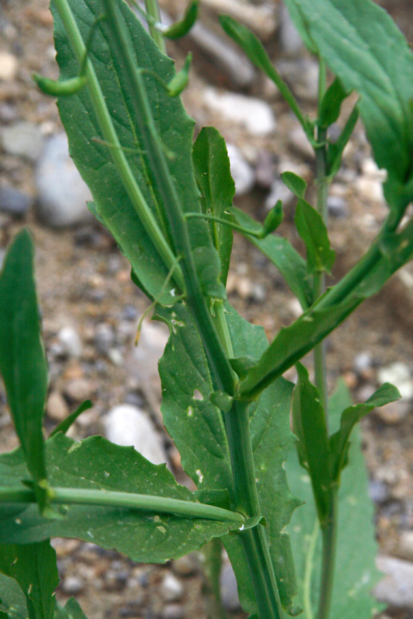 Image of Goldbachia torulosa specimen.