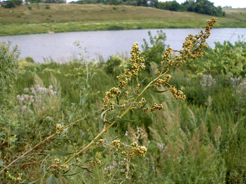 Image of Artemisia dracunculus specimen.