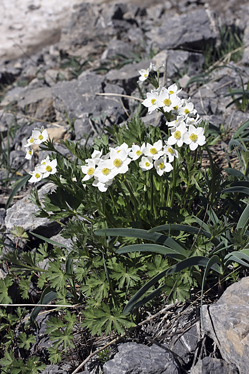 Image of Anemonastrum protractum specimen.