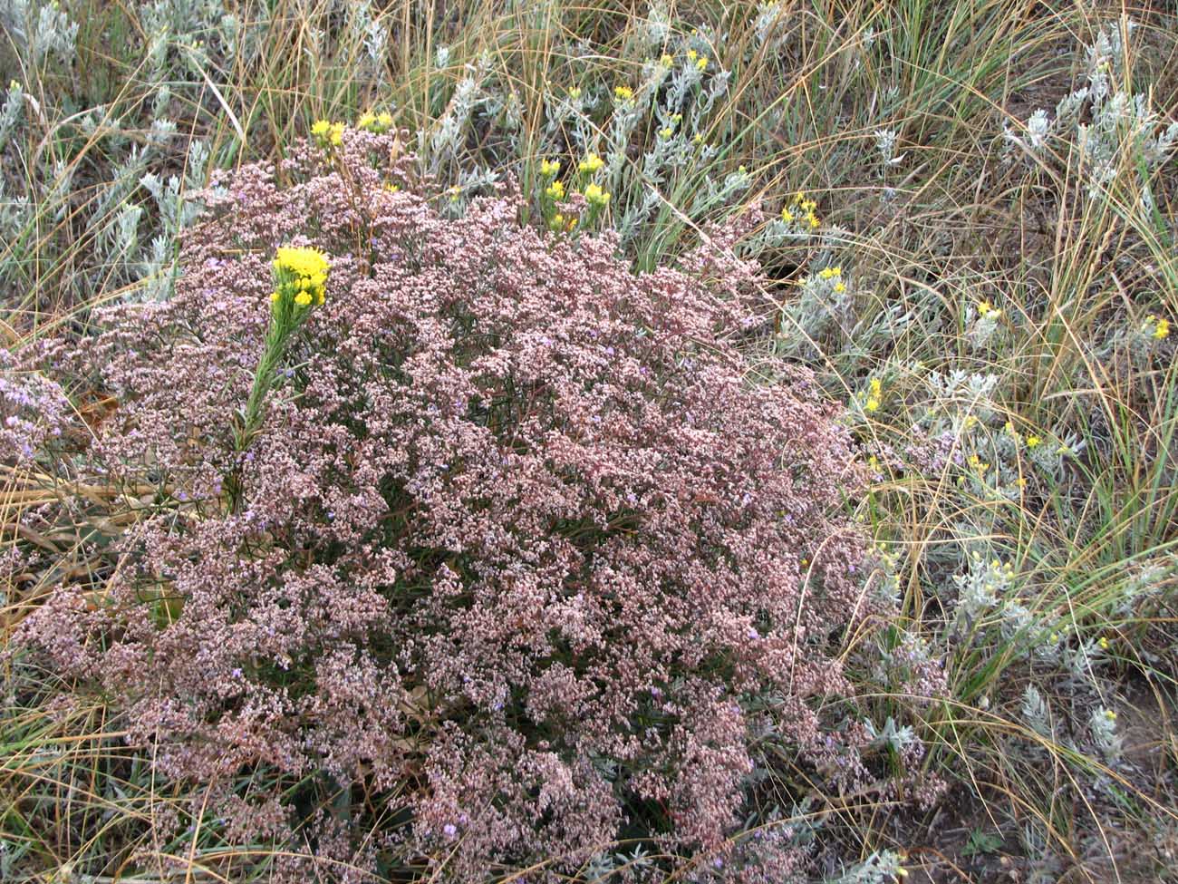 Изображение особи Limonium coriarium.