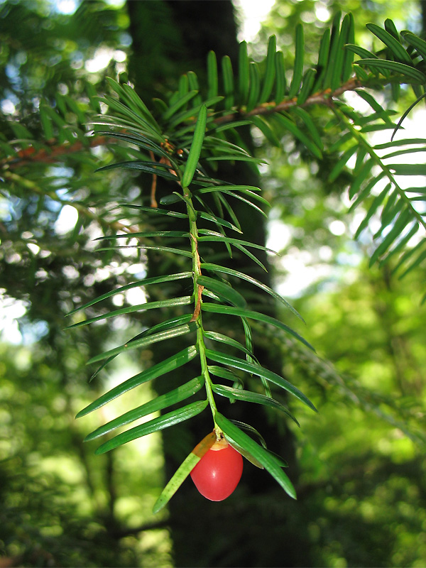 Image of Taxus baccata specimen.