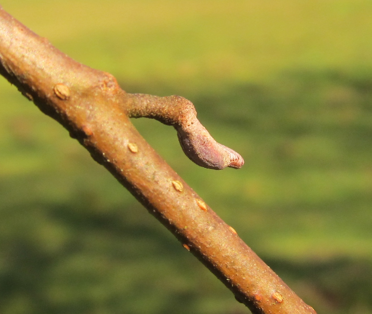 Изображение особи Alnus glutinosa.