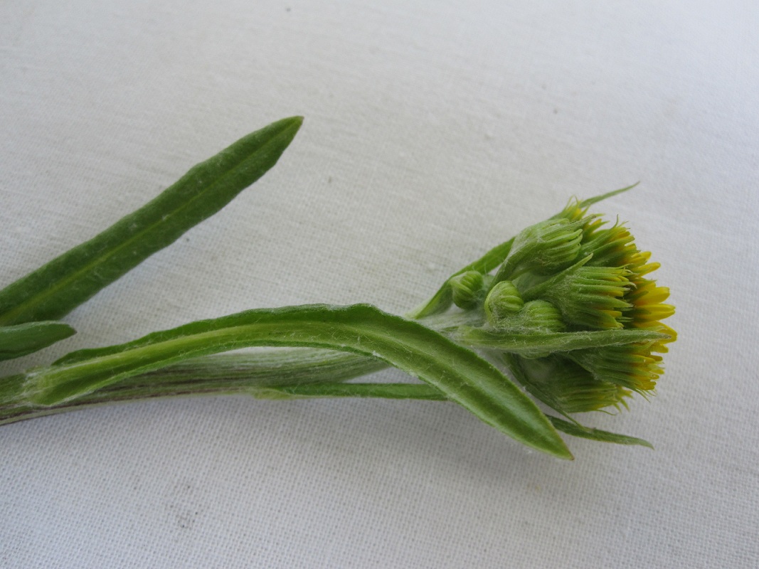 Image of Tephroseris integrifolia specimen.