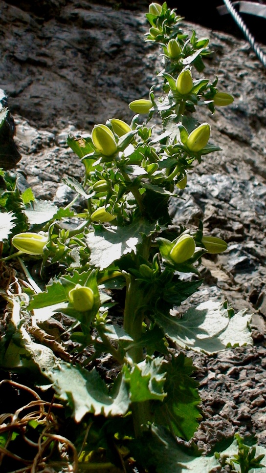 Image of Campanula crispa specimen.